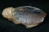 Very Large Triceratops Tooth Crown #12537-2